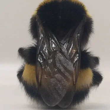 Walls & Dimensions Instrumentals