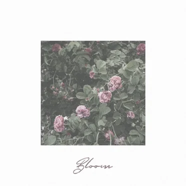 Bloom