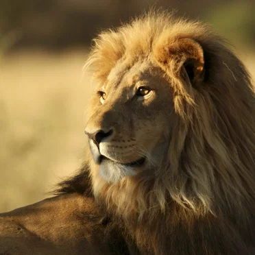 Albulakian Lion