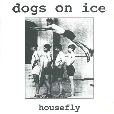 Housefly