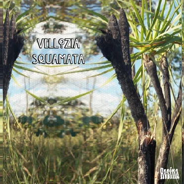 Vellozia Squamata by Various Artists - album cover