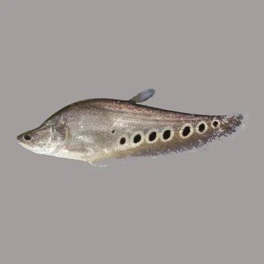 Knifefish