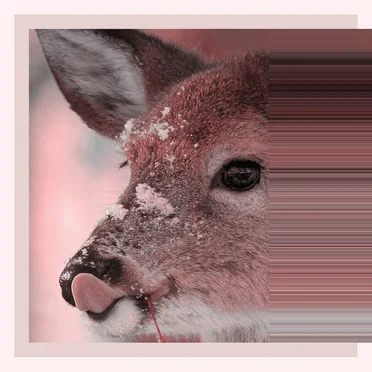 Cheers, Big Ears! by > go north_ - album cover