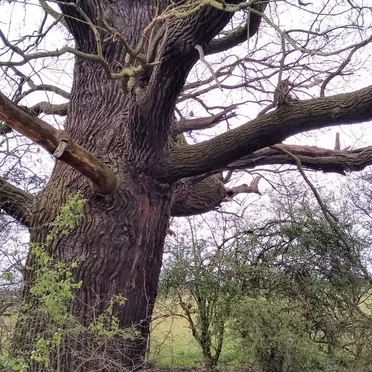 music for empty forests