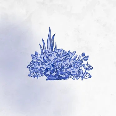 Coral Reef Mix