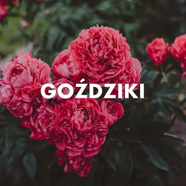 Goździki by Various Artists - album cover
