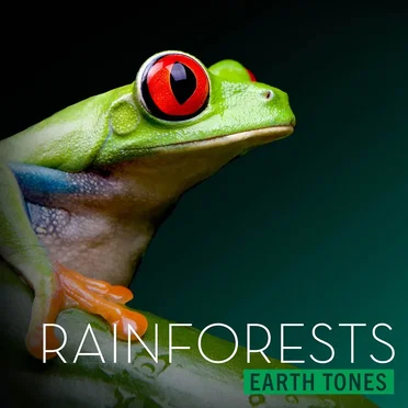 Rainforests