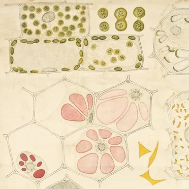 Plant Cell by Wyoming Toad - album cover