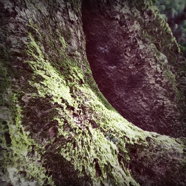 Moss