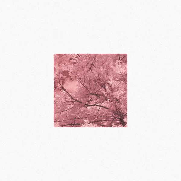 Background: Flowering Plants