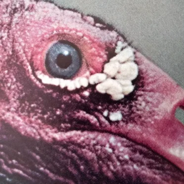 Music for the Carrion and Others Doped Vultures