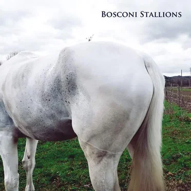 Bosconi Stallions by Various Artists - album cover