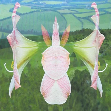 Amaryllis Dream by Yunomi - album cover