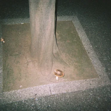 kinonekko