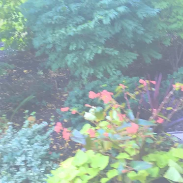 fall, trees. vol. I by 𝘧𝘢𝘭𝘭, 𝘵𝘳𝘦𝘦𝘴. - album cover