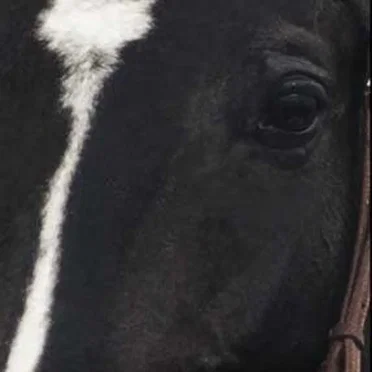 Sunday Silence by Arthur Hancock - album cover