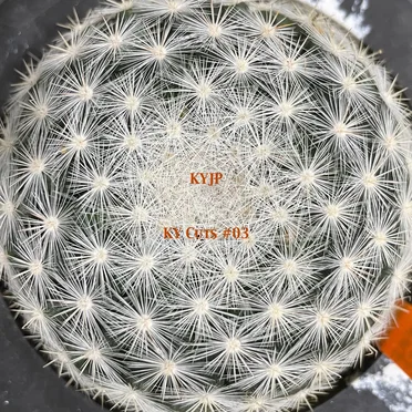 KY Cuts #03 by KYJP - album cover
