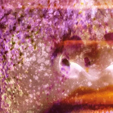 Sunspots by Bodywash - album cover