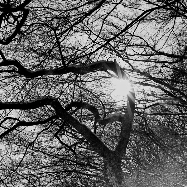 Pray for the Hollow Sun