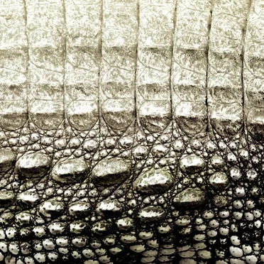 How Doth the Little Crocodile Improve His Shining Tail