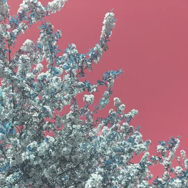 motherblossom