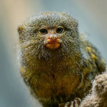 Marmoset