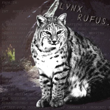 Lynx Rufus by Louis on Tour - album cover