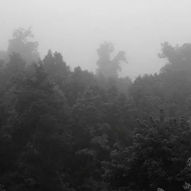 Twilight Fauna