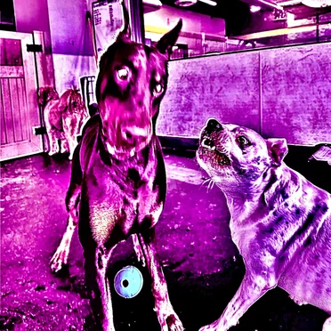 Dog Park