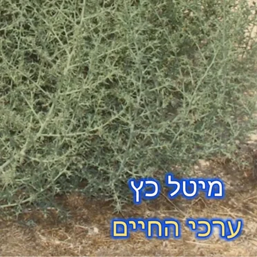 מיטל כץ
