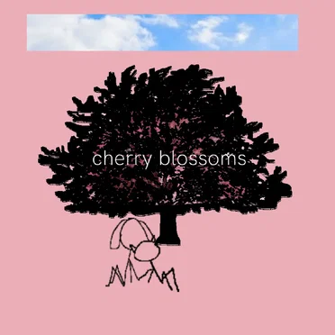 cherry blossoms