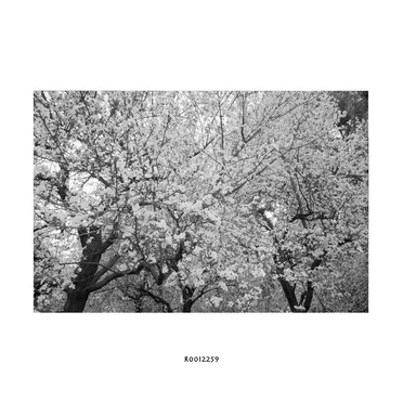 R0012259 by Hideo Nakasako - album cover