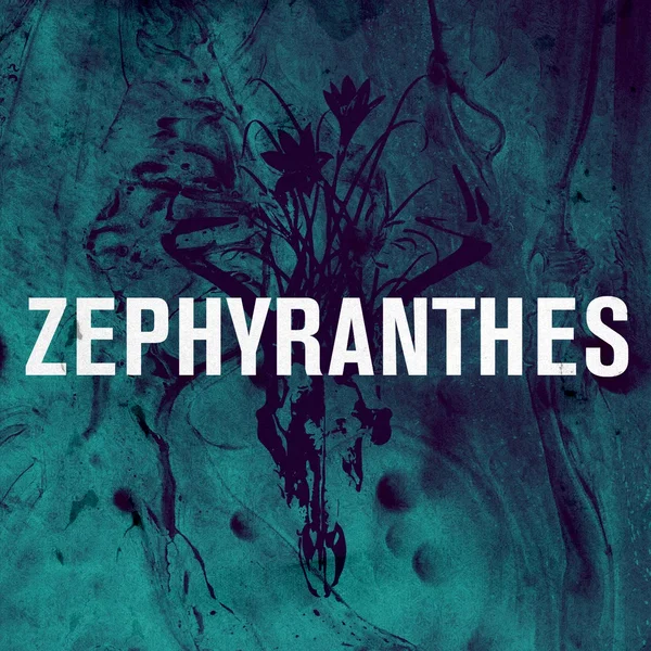 Zephyranthes