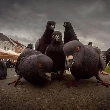 Mc Pigeon by RAD PAYOFF - album cover
