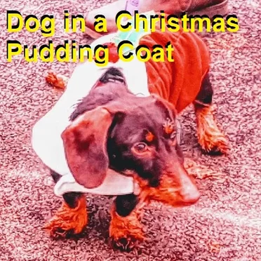 Dog in a Christmas Pudding Coat