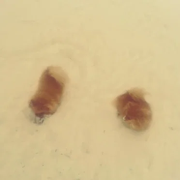 Battles in the Snow II