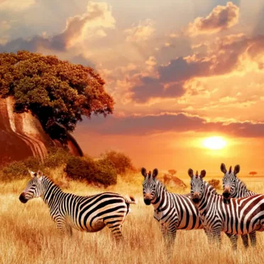 African River