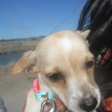 Baby Tator's Trip to the Dog Park (Point Isabel)