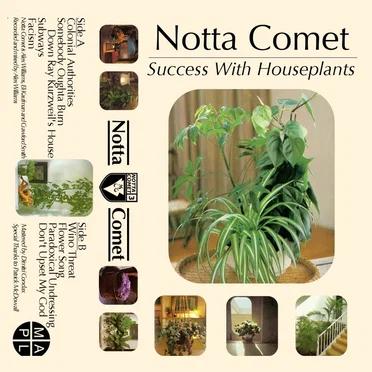 Success With Houseplants