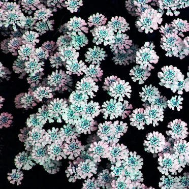 Cosmic Drone Blossoms