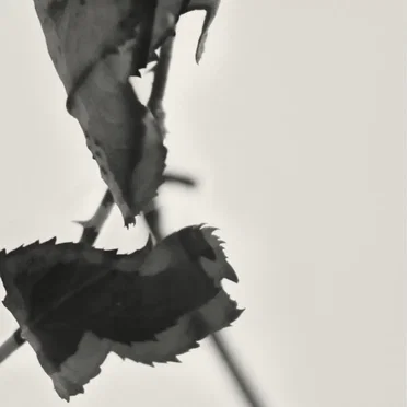 Grafts