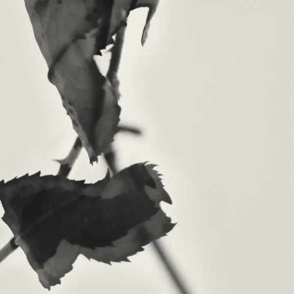 Grafts