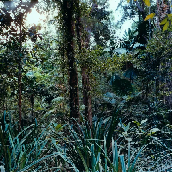 Latency alla Villa Medici III