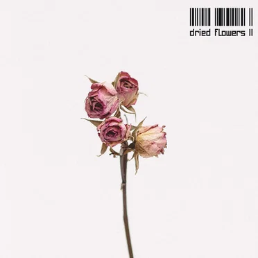 Dried Flowers II