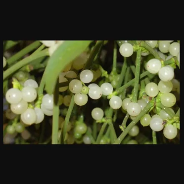 Mistletoe