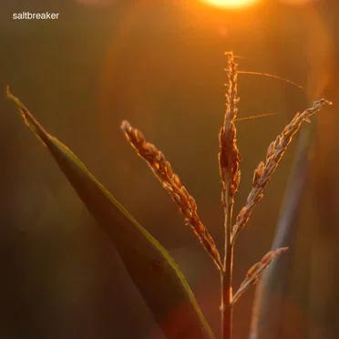 The Plants in Summer