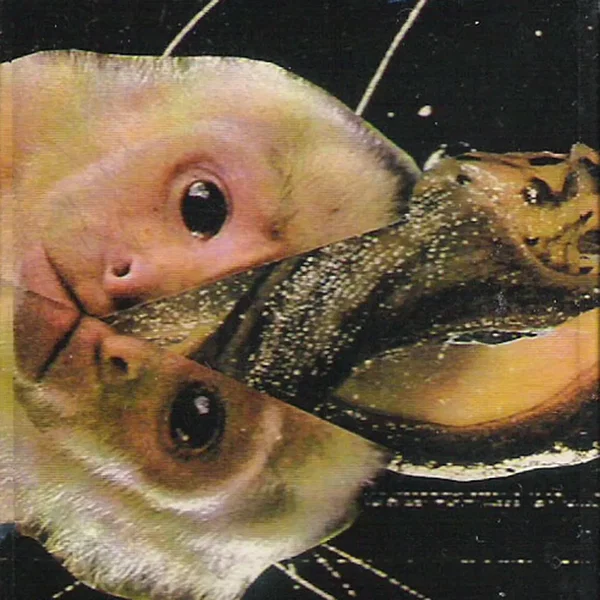 Ghost Moth | Fossils
