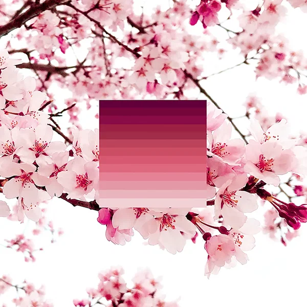 Science (Sakura Variations)