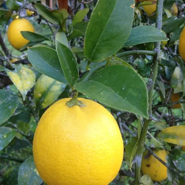 Daphne Lemon EP