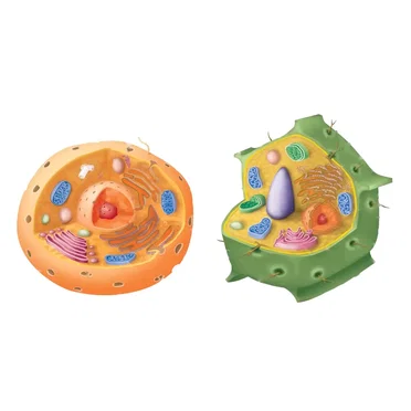 Cells, Cells - Parts of the Cell Rap